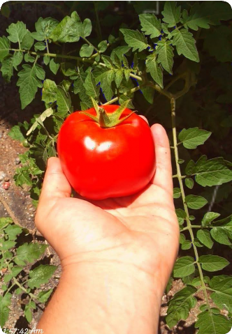 Foto 3: Um tomate. Foto de Luana Santoro. 