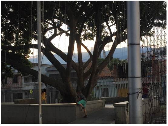 Árbol más grande del Parque La Horqueta.