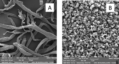 Imagen SEM. A. Celulosa de bagazo. B. Nanocelulosa oxidada con TEMPO