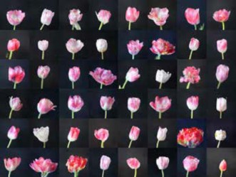 Imagen 6. Anna Ridler. (Reino Unido, 2018). Mosaic Virus. Imágenes de tulipanes construidas por IA a par- tir del dataset Myriad (Tulips) de Anna Ridler.