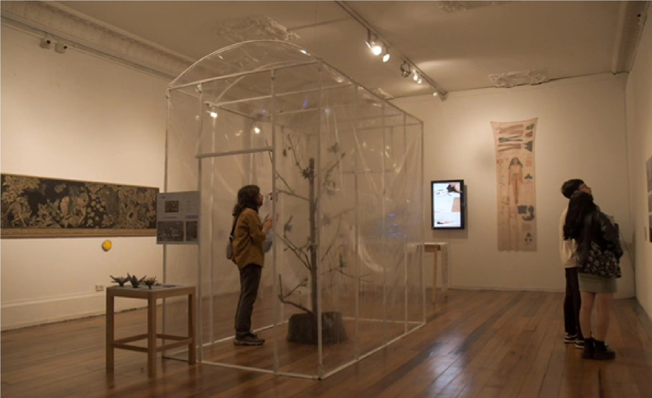 Nebunexus laniflora, Especies para coexistir (2024). Catherine Manuela Bautista Piraquive, Instalación.