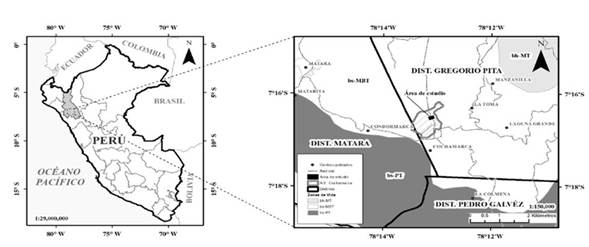 Ubicación del sistema silvopastoril con rebrotes de E. viminalis de 9 años instalados a 3 x 1.5 m, Cajamarca, Perú bh-MT: bosque húmedo Montano Tropical; bs-MBT: bosque seco Montano Bajo Tropical; bs-PT: bosque seco Premontano Tropical
