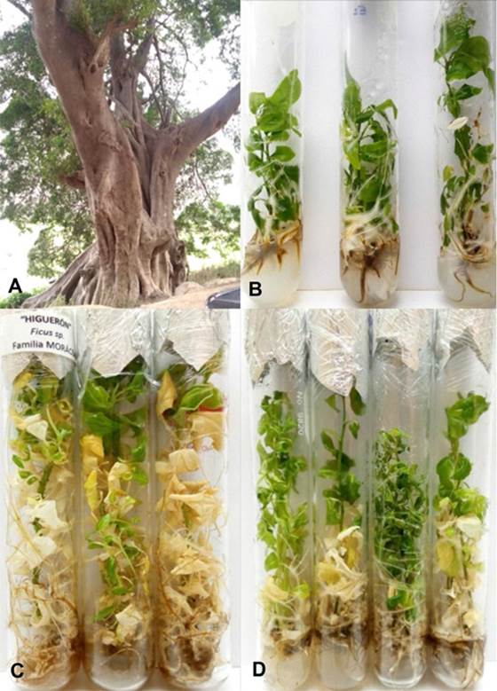 A. Ficus americana tree calculated to be more than 50 years old. B. In vitro seedlings of F. obtusifolia after six months of culture. C. Germplasm conservation of F. obtusifolia after 24 months of culture. D. Germplasm conservation of F. americana after 12 months of culture