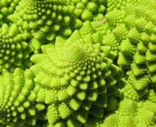 Espirales de Fibonacci.
