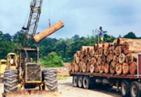 Extracción de madera Timbiré (2001). Fotografía: Lucy Santacruz Benavides.