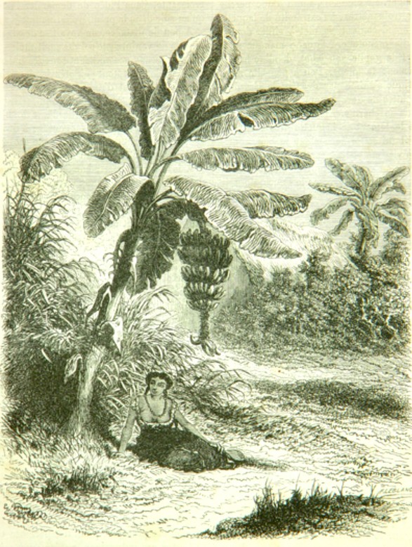 Imagen 2. L'étude de la bananeraie (Musa paradisiaca), A. Neuville y Ch. Saffray  (Saffray, 1869, p. 100).