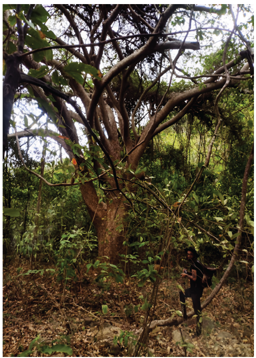 Árbol de Ceiba (Martínez y Trujillo, 2023).