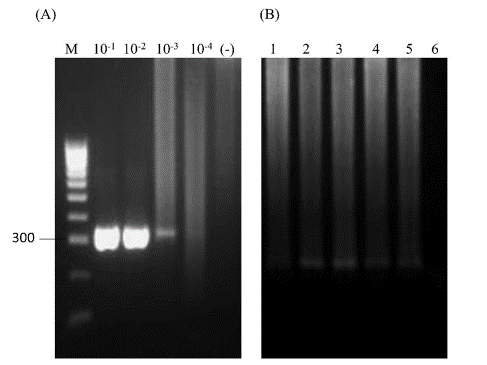 Electrophoresis gel for nested-PCR in serially diluted plasmid containing N. caninum Nc-5 region. A) outer PCR amplification using Np21+ and Np6+ primers; Lane M: DNA marker (100 bp ladder); 10-fold serial dilutions of N. caninum plasmid DNA (10-1 to 10-4 ng); Lane (-): negative control. B) N. caninum-DNA amplification by nested PCR using Np9 and Np10 inner primers from cow blood; Lane 1: positive control (plasmid DNA 10-3 ng), Lanes 2-5: samples from Paipa and Tuta; Lane 6: negative control.