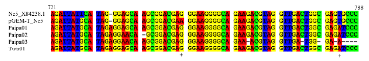Multiple alignment of N. caninum samples partial Nc-5 sequences, plasmid, and the species-specific DNA probe sequence in GenBank (code X84238). Numbers indicate relative positions, and the (+) symbol indicates shared nucleotide substitutions for Colombian samples.