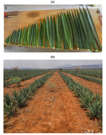 Arrangement of sisal leaves in the plants and their shape 16