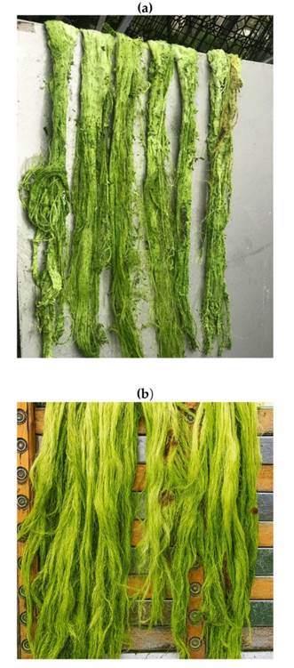 Fiber obtained after decortication in the proposed machine a) as produced by the machine and b) after washing and brushing